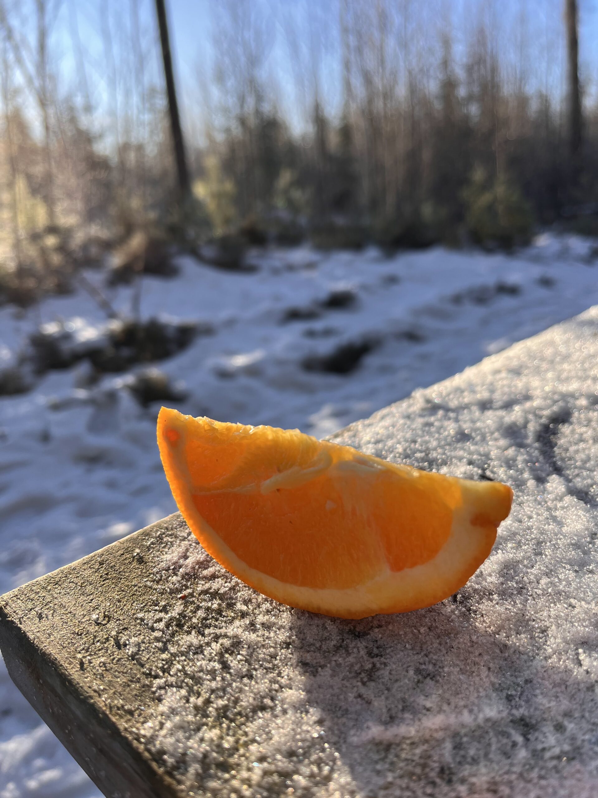 EN dag i skogen, i januari